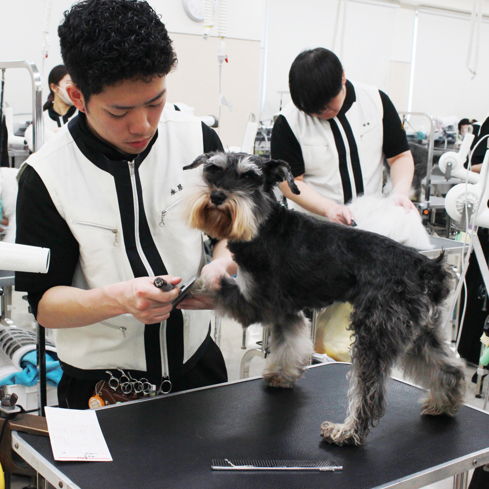 １年生モデル犬と一緒にトリミング実習！